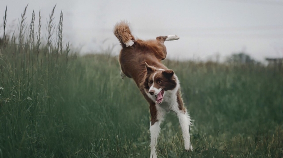 Hundehalterhaftpflichtversicherung Versicherungsmakler in Karlsruhe
